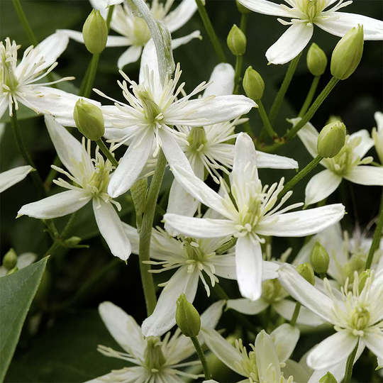 Clematis terniflora
