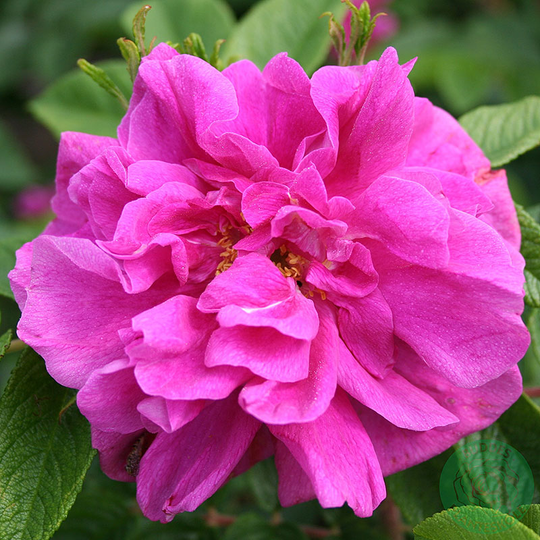 Ros 'Hansa'