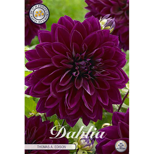 Dekorativdahlia 'Thomas A. Edison'