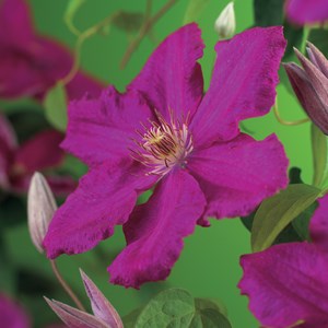 Klematis 'Ernest Markham' 3-pack