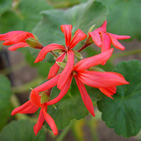 Zonalpelargon 'Brookbury Scarlet'
