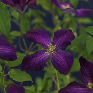 Klematis 'Jackmanii Purpurea' 3-pack