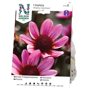 Vårlök Nelson Garden Dahlia Enkel Pretty Woman Låg, Lila