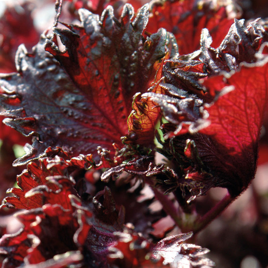 Bladmynta 'Shiso Purple'