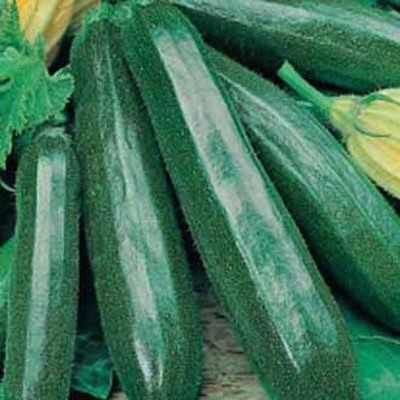 Squash 'Primula' F1