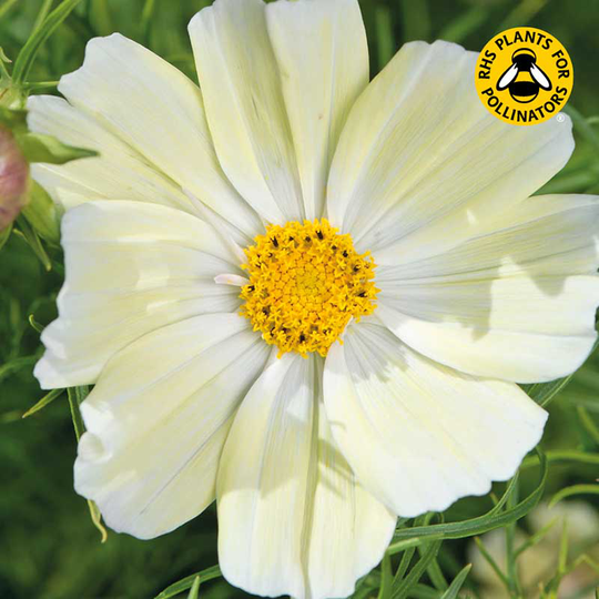 Rosenskära 'Kiiro'