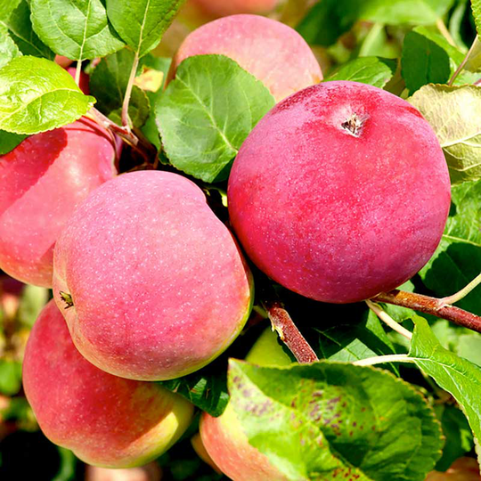 Äpple 'Röd Melba'