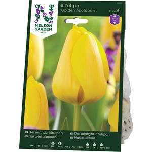 Höstlök Nelson Garden Darwinhtulpan Golden Apeldoorn Gul