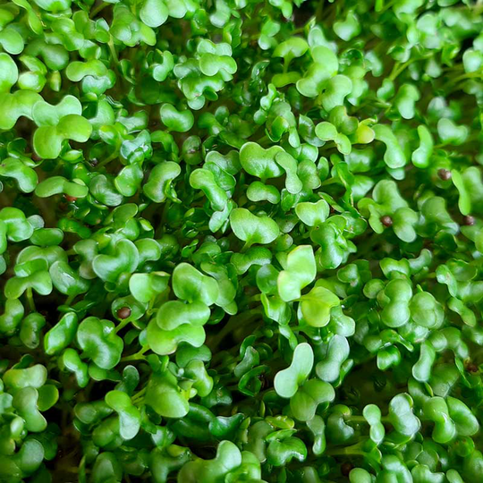Broccoli, mikroblad 10 g