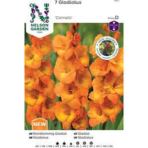 Vårlök Nelson Garden Storblommig gladiol Cornelli Orange
