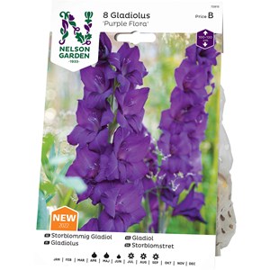 Vårlök Nelson Garden Gladiolus Storblommig Purple Flora, Mörklila