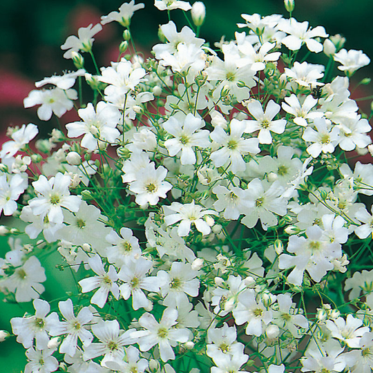 Sommarslöja 'Monarch White'