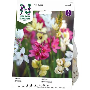 Vårlök Nelson Garden Ixia Mix