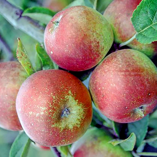 Ympris äpple 'Åkerö'