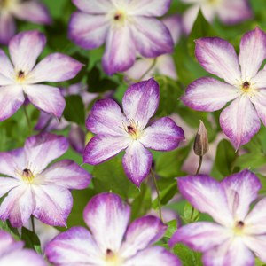 Klematis 'Pernille'