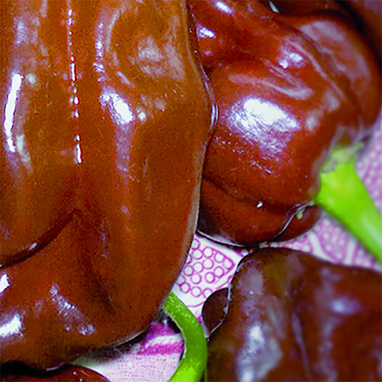 Chili Chocolate Scotch Bonnet