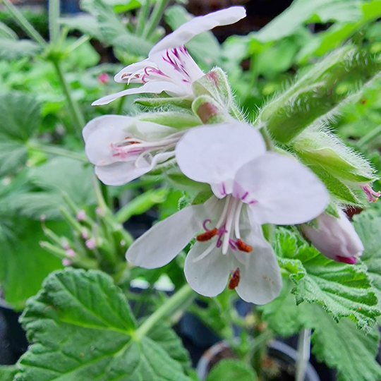 Vildpelargon P. vitifolium