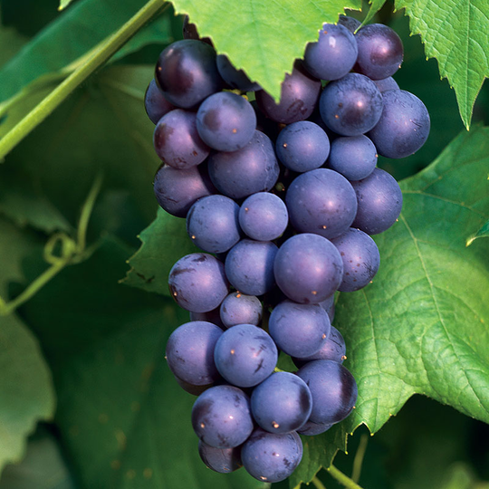 Vindruva 'Boskoop Glory'