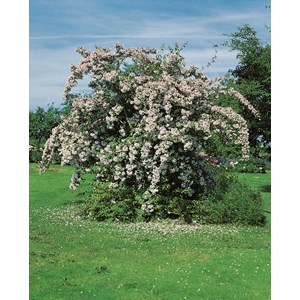 Paradisbuske 'Pink Cloud' CO 3-pack
