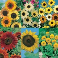 Solros (Collection pack)
