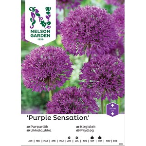 Höstlök Nelson Garden Purpurlök Purple Sensation