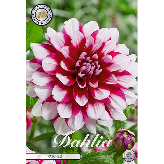 Dekorativdahlia 'Patches'