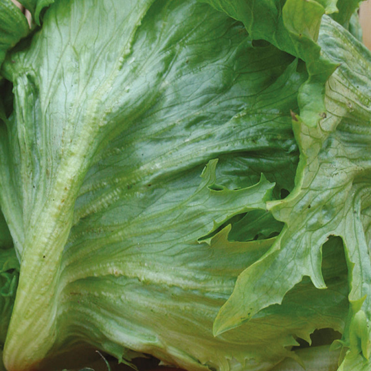 Huvudsallat 'Frisée de Beauregard'