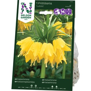 Kejsarkrona Nelson Garden Lutea Gul