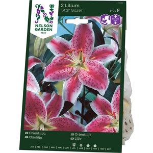 Orientlilja Nelson Garden Star Gazer Rosa/Vit