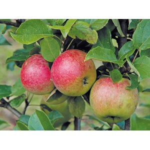 Äpple 'Amorosa' E