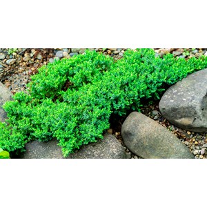 Japansk kryp-en 'Nana', 3-pack