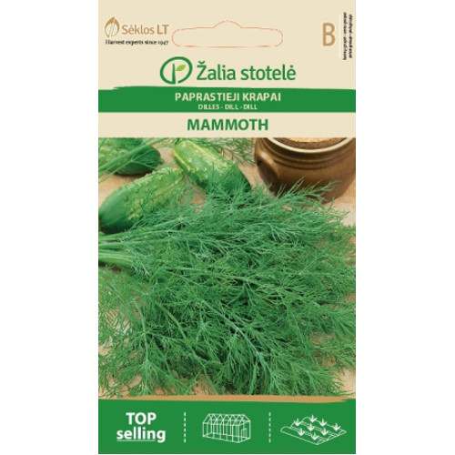 Dill 'Mammoth'