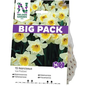 Höstlök Nelson Garden Stjärnnarciss Ice Follies Big Pack