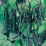 Brytböna 'Purple Teepee'