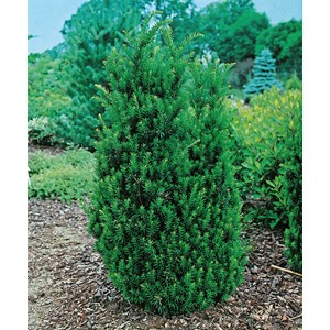 Idegran 'Hillii, 1-pack