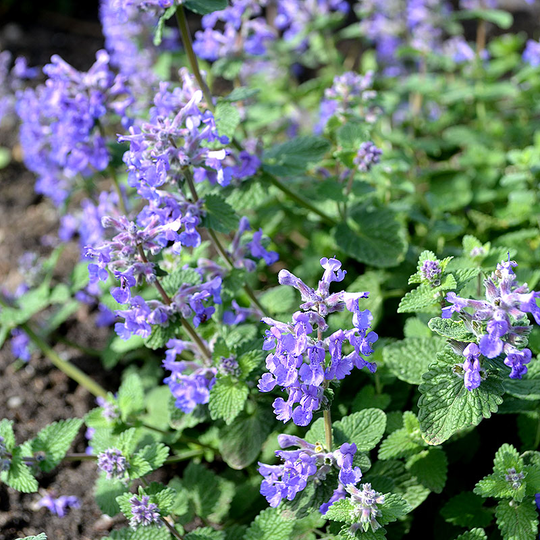 Bergnepeta 'Linghem', 3-pack