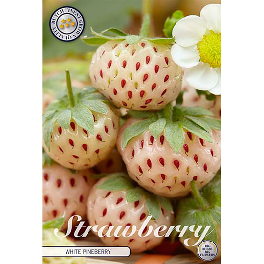 Jordgubbe 'White Pineberry'