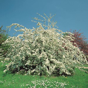 Bukettapel 'Sarentii', 100-125 cm