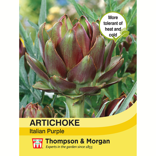 Kronärtskocka 'Italian Purple'