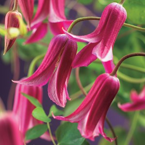 Klematis 'Princess Diana' 5-pack