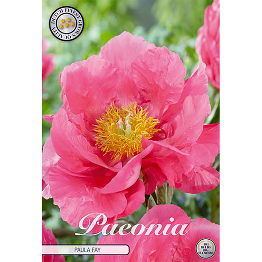 Pion 'Paula Fay'