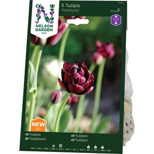 Tidigt Fylld Tulpan Nelson Garden Palmyra Mörkröd