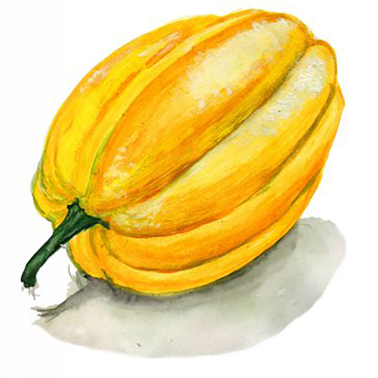 Sommarsquash 'Table Gold'