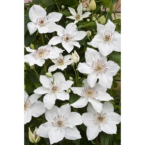 Klematis 'Destiny' 5-pack