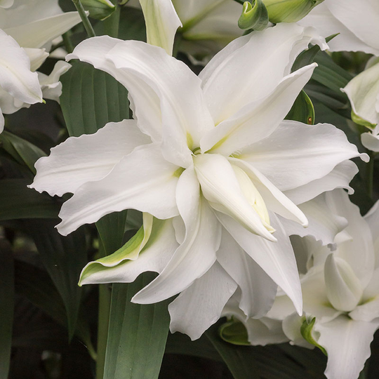 Orientlilja 'My Wedding'