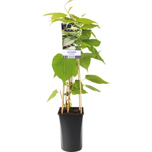 Kameleontbuske, 40-60 cm 5-pack