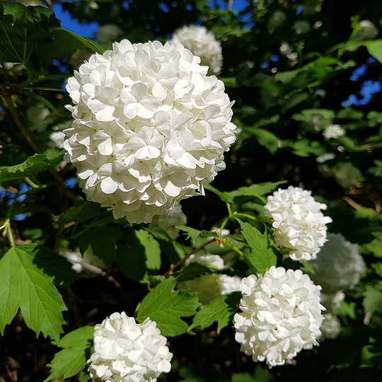 Snöbollsbuske 'Roseum'
