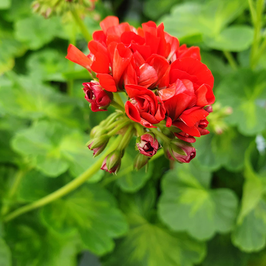 Zonalpelargon 'Summer Rose Tina'