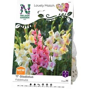 Vårlök Nelson Garden Gladiolus Lovely Match Fiddekulla