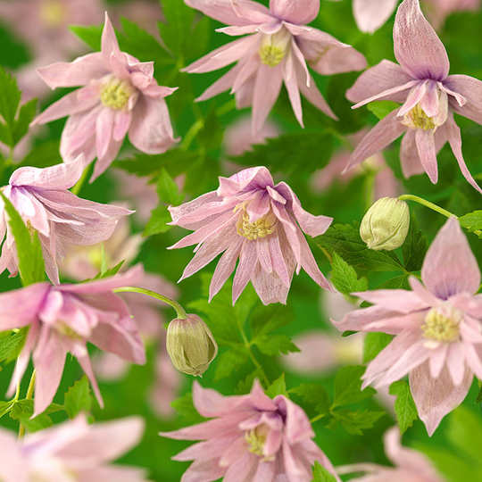 Klematis 'Markham´s pink'